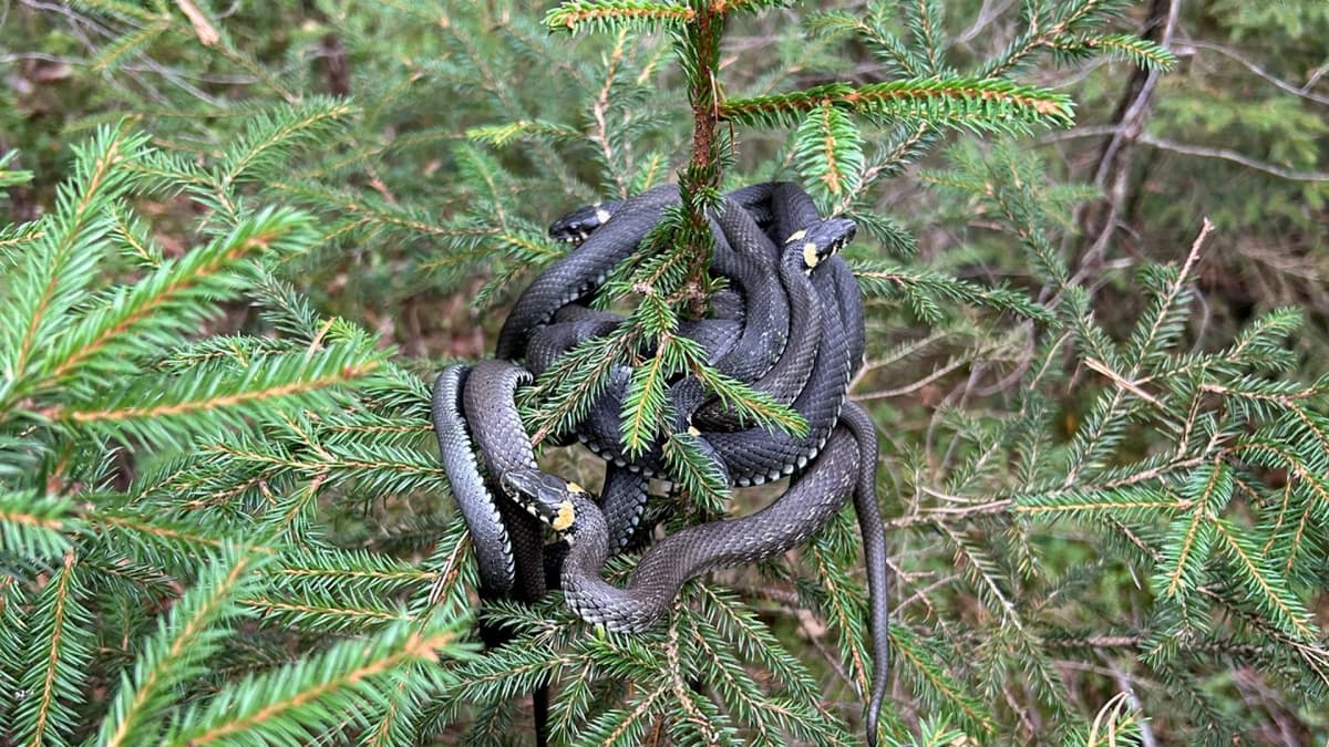 Joonas kuvasi lapsensa kanssa erikoisen näyn metsässä – ”Se oli tosi häröä”